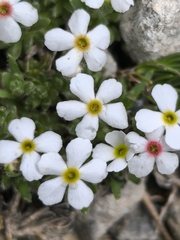Androsace villosa