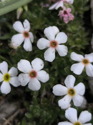 Androsace villosa, photograph 2