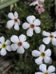 Androsace villosa, photograph (c) Umut Nuri Erdoğan, some rights reserved (CC BY)