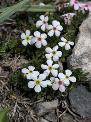 Androsace villosa, photograph (c) Umut Nuri Erdoğan, some rights reserved (CC BY)