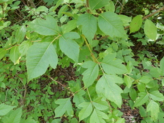 Toxicodendron radicans negundo