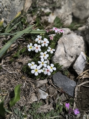 Androsace villosa, photograph (c) Umut Nuri Erdoğan, some rights reserved (CC BY)