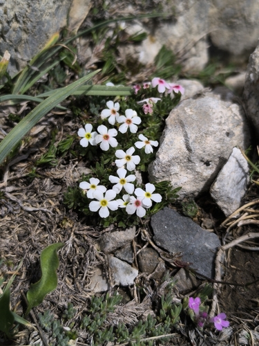 Androsace villosa, photograph 5