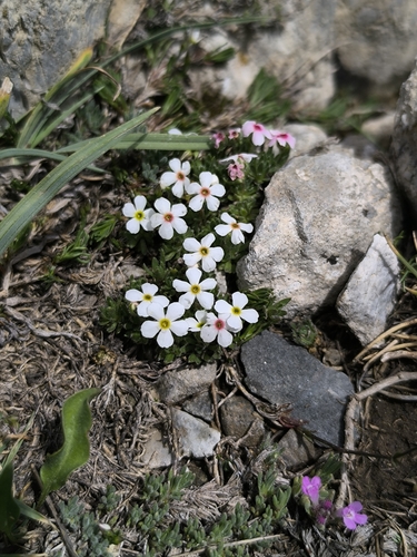 Androsace villosa, photograph 6