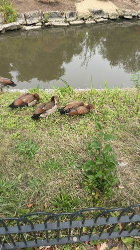 iNaturalist: (c) mclaughlinmeaghan22, some rights reserved (CC BY-NC) iNaturalist image