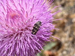 Acmaeodera bowditchi