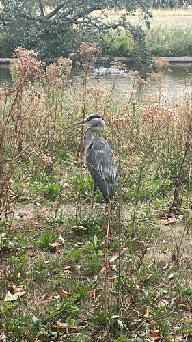 iNaturalist image