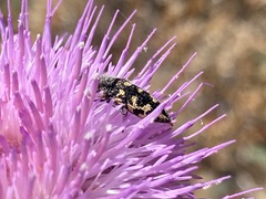Acmaeodera bowditchi