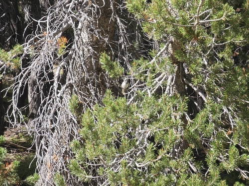 iNaturalist observation photo of Dark-eyed Junco
