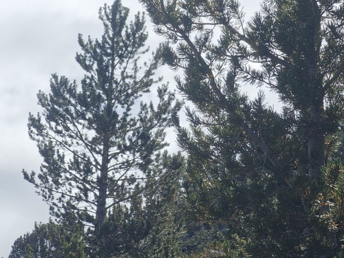 iNaturalist observation photo of Yellow-rumped Warbler
