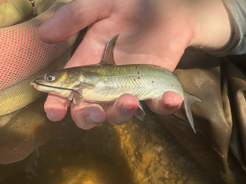 Channel Catfish