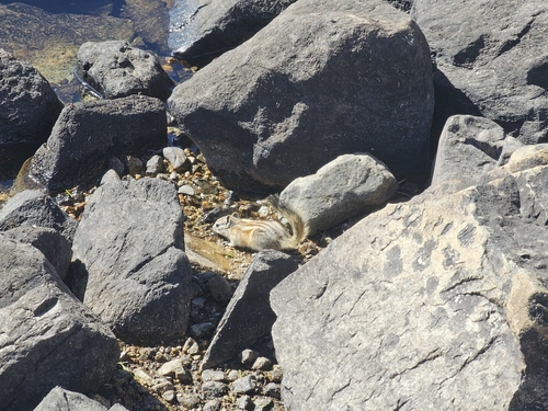 Alpine Chipmunk observed by themulligan