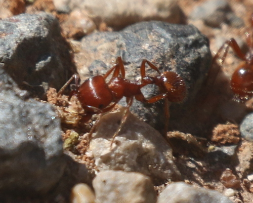 Pogonomyrmex barbatus