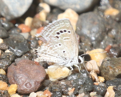 Reakirt's Blue