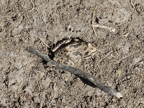 iNaturalist observation photo of Pacific chorus frog
