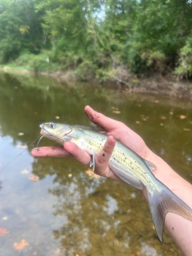 Channel Catfish