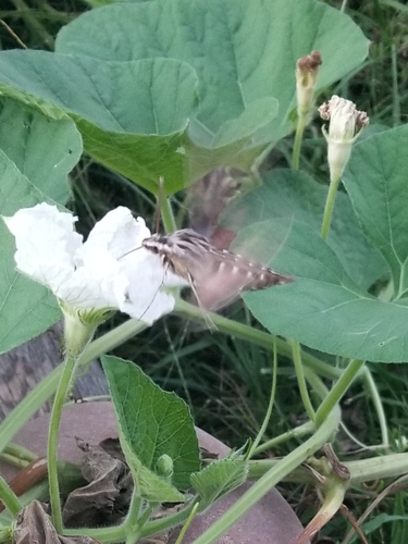 Striped Hawkmoth