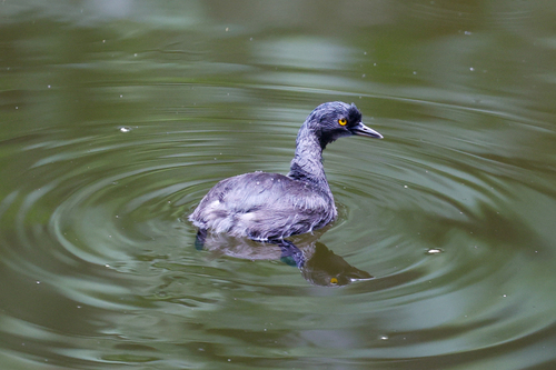 Least Grebe