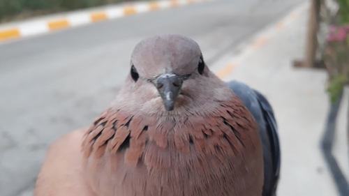 Laughing Dove