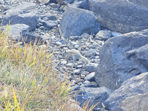 Alpine Chipmunk observed by themulligan