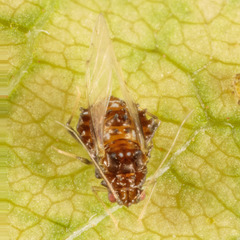 Melanocallis caryaefoliae