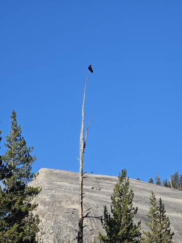 iNaturalist observation photo of Common Raven