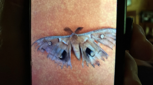 Polyphemus Moth