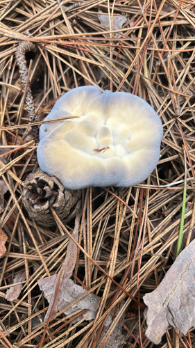 Blue Tooth