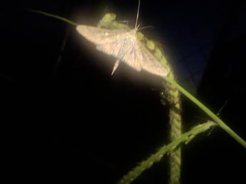 Orange Epipagis Moth