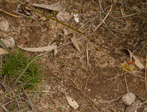 Drosera glanduligera (Drosera glanduligera)