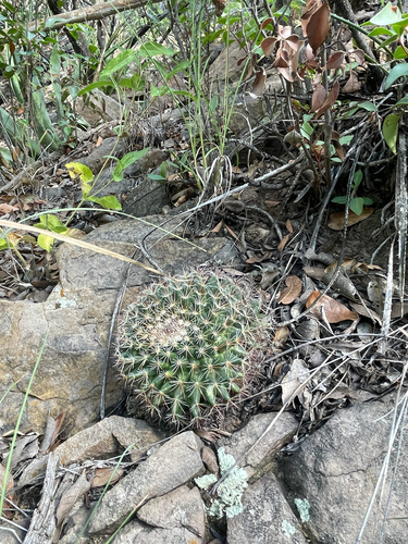 little nipple cactus