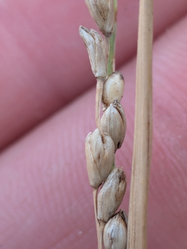 Hopia obtusa, photograph 5