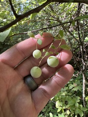 Vaccinium stamineum, photograph author not stated, no rights reserved