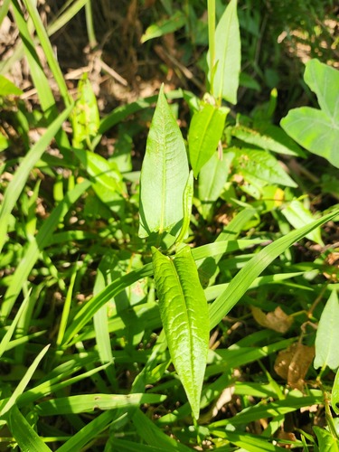 Persicaria strigosa observed 2026-09-09