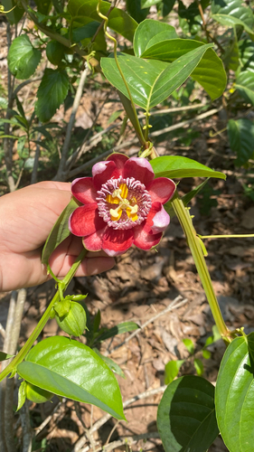Winged-Stem Passion Flower