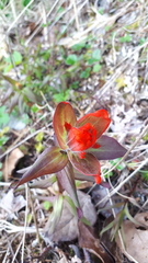 Castilleja miniata dixonii
