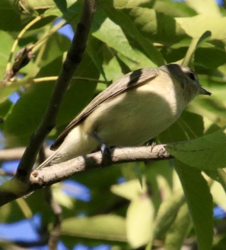 Eastern Warbling Vireo