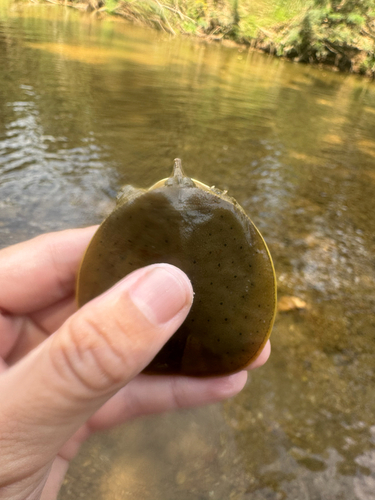 Spiny Softshell