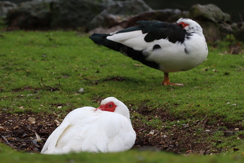 iNaturalist image