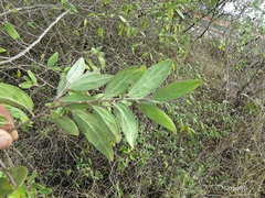 Neopringlea integrifolia