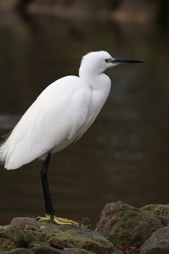 iNaturalist image