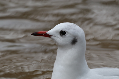 iNaturalist image
