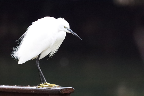 iNaturalist image