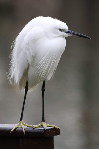 iNaturalist: (c) M., some rights reserved (CC BY-NC), uploaded by M. iNaturalist image