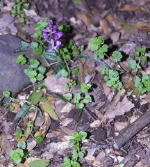 Orchis anatolica