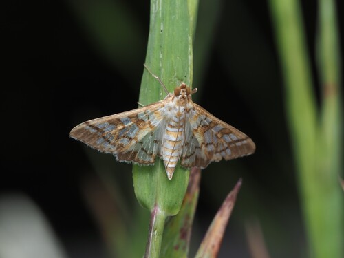 Orange Epipagis Moth
