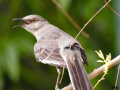 Mimus polyglottos