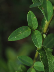 Galactia regularis, photograph author not stated, no rights reserved