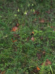 Galactia regularis, photograph author not stated, no rights reserved