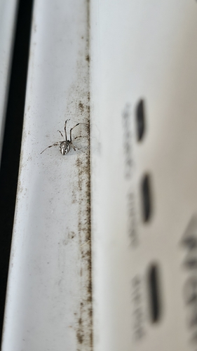 Brown Widow